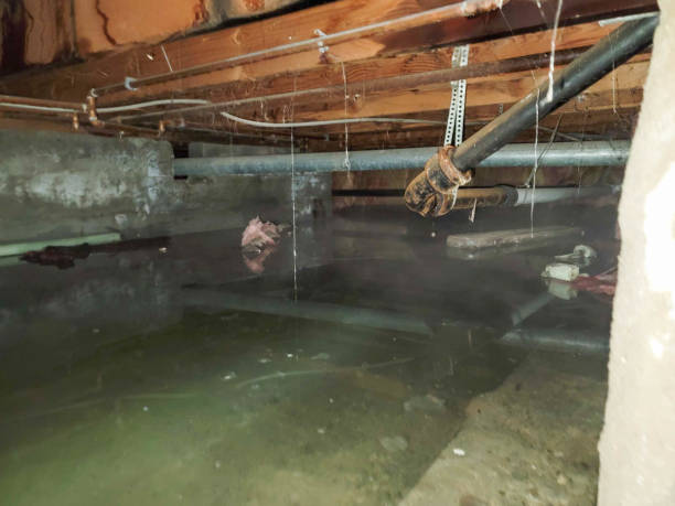 Best Carpet water damage restoration  in Madisonville, KY